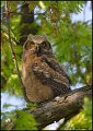 _0SB8173 great-horned owlet